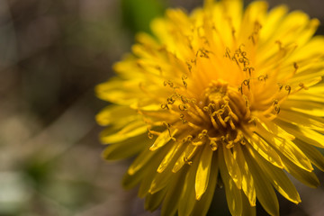 Dandelion, in a macro closeup ingate