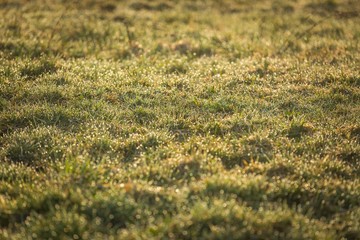 Morning wet grass in close up