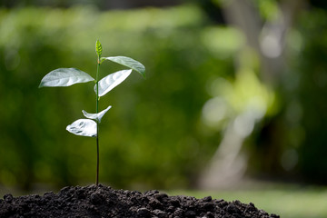 Young plant in the morning light on nature background