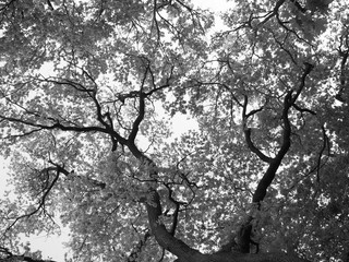 Low angle view tree and sky monochrome