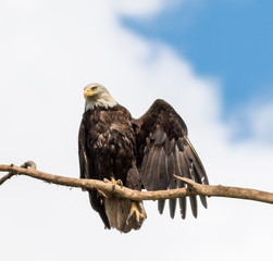 Eagle Stretch