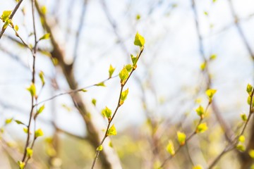 Young fresh birch leaves