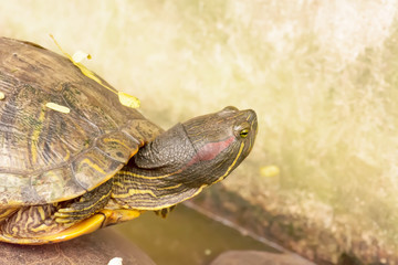 The brown freshwater turtle in the pond.