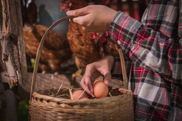farmer woman gathering fresh eggs into basket at hen house in countryside morning