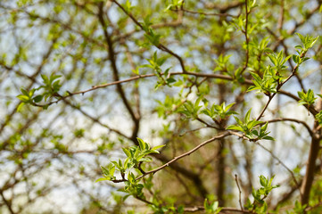 Fototapeta na wymiar распускающиеся листья на дереве в весеннем городком парке