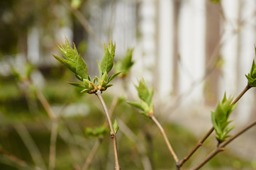 распускающиеся листья на дереве в весеннем городком парке