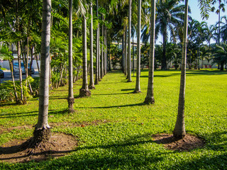 palm trees with green grass in the park