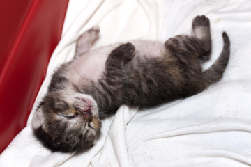 Newborn cat sleeping