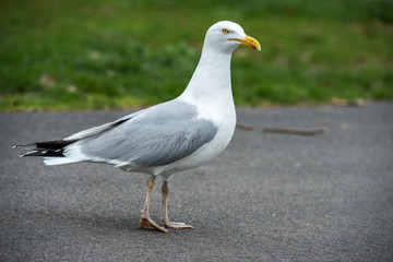 Seagull bird walking on asphalt road outdoors