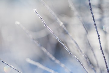 Plants with rime in close up