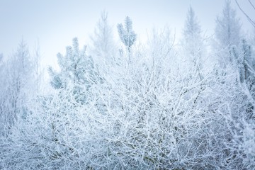 Winter abstract macro of rime on plants