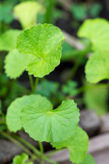 Centella asiatica leaves, commonly known as centella and gotu kola,