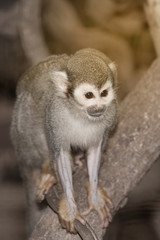 Naklejka premium Amazing family of squirrel monkeys with a baby breastfeeding on it's mom's belly.