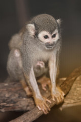 Amazing family of squirrel monkeys with a baby breastfeeding on it's mom's belly.