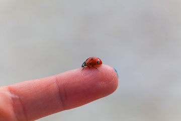 Ladybug on finger