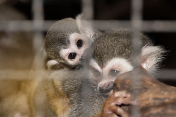 Amazing family of squirrel monkeys with a baby on it's mom's back.