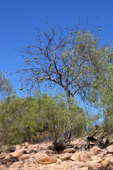 Fototapeta na wymiar Fruit on tree in Australian bush