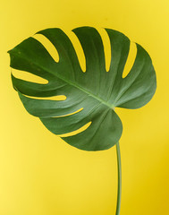 Fototapeta na wymiar monstera leaf