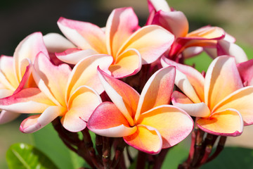 Beautiful pink frangipani flowers