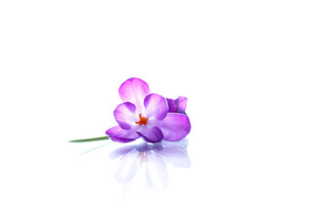Fototapeta na wymiar Beautiful purple crocus flower
