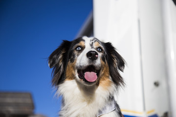 fröhlicher Hund von vorne