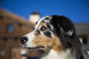 Hund schaut ernst