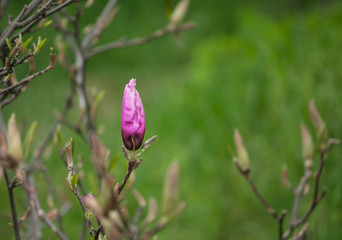 Close up magnolia flowers in spring garden