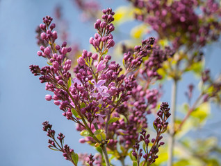Lilac bud blossoming in the spring garden
