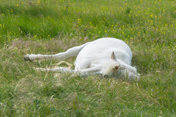 Camargue horse lying on a flower bed in a field