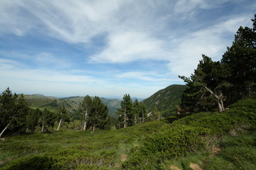 Pin à crochet dans les Pyrénées, Pinus uncinata