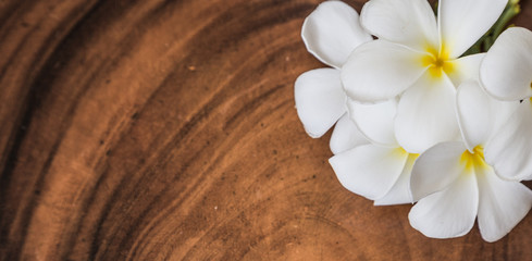 background plumaria on wooden
