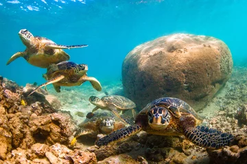 Photo sur Plexiglas Tortue Endangered Hawaiian Green Sea Turtle cruising in the warm waters of the Pacific Ocean in Hawaii