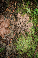 Puerto Rico (San Juan / Jungle)