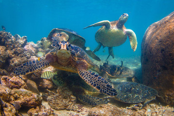 Naklejka na ściany i meble Endangered Hawaiian Green Sea Turtle cruising in the warm waters of the Pacific Ocean in Hawaii