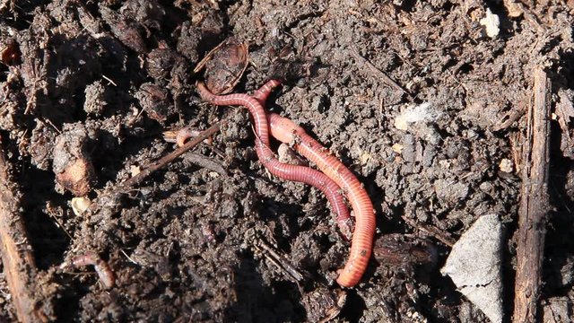 Close-up of worms moving over dirt