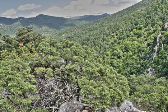 Gen&eacute;vrier de Ph&eacute;nicie ou Gen&eacute;vrier de Lycie ou Gen&eacute;vrier rouge ,Juniperus phoenicea