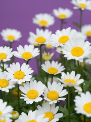 ノースポールの花