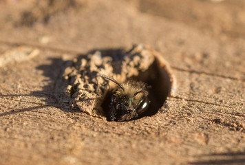 Mason Bee (Osmia lignaria) peeking out of a wood bore nest