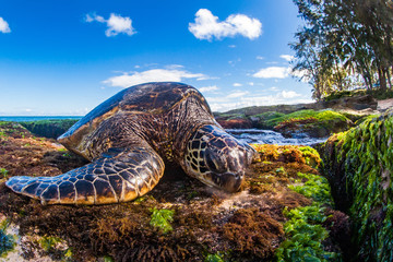 A Hawaiian Green Sea Turtle lounges on the shores of the Pacific Ocean in Hawaii