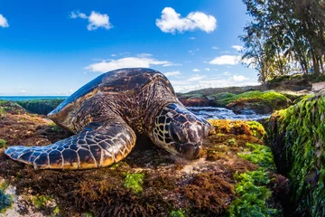 Papier Peint photo autocollant Tortue A Hawaiian Green Sea Turtle lounges on the shores of the Pacific Ocean in Hawaii
