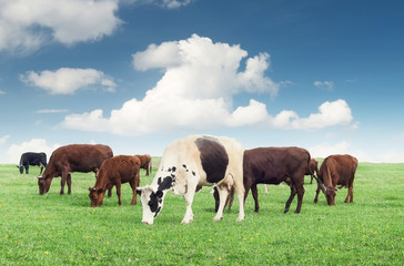 Fototapeta na wymiar Cows on the farm field. Beautiful natural composition