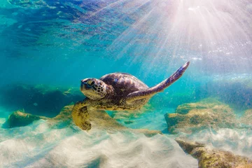Rideaux velours Tortue Endangered Hawaiian Green Sea Turtle cruising in the warm waters of the Pacific Ocean in Hawaii