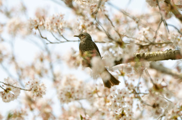 桜とヒヨドリ