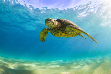 Fototapeta premium Endangered Hawaiian Green Sea Turtle cruising in the warm waters of the Pacific Ocean in Hawaii