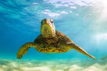 Rideaux velours Tortue Endangered Hawaiian Green Sea Turtle cruising in the warm waters of the Pacific Ocean in Hawaii
