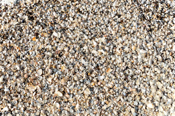 Muscheln Natur Meeresfrüchte Schnecke