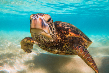 Obraz premium Endangered Hawaiian Green Sea Turtle cruising in the warm waters of the Pacific Ocean in Hawaii