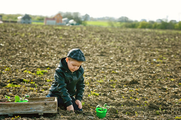 The boy in the field to plant . The child is helping parents in agriculture