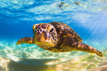 Fototapeta premium Endangered Hawaiian Green Sea Turtle cruising in the warm waters of the Pacific Ocean in Hawaii
