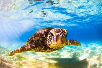 Poster Tortue Endangered Hawaiian Green Sea Turtle cruising in the warm waters of the Pacific Ocean in Hawaii